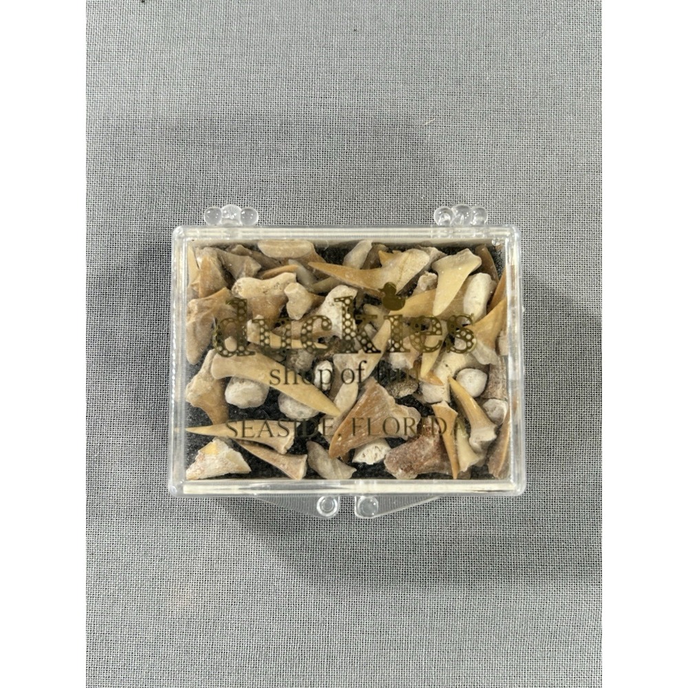Shark Tooth Fossils From Duckies Shop Of Fun Seaside Florida